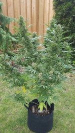f1_harvest01.jpg