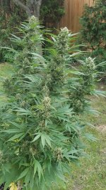 f1_harvest02.jpg