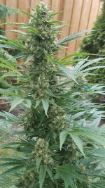 f1_harvest00.jpg