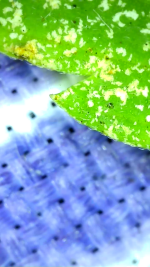photo166888.png