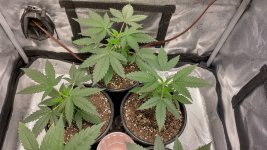 OZ[1].jpg