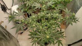 bubblegum1[1].jpg