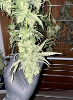 photo167054.jpg