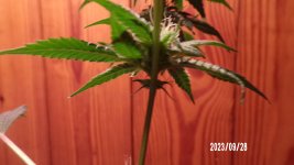100_0217.jpg