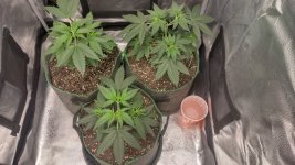OZ[1].jpg