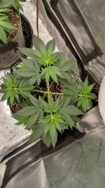 OZS1[1].jpg