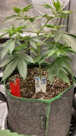 OZS1(1)[1].jpg