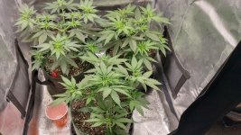 IMG_20231003_174132_HDR[1].jpg