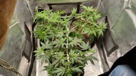 OZS1[1].jpg