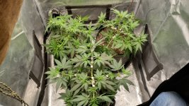 OZS1(2)[1].jpg