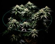 photo167358.jpg
