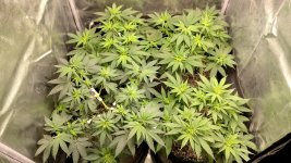 OZS1[1].jpg