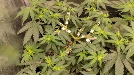OZS1[1].jpg