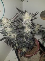 photo167470.jpg