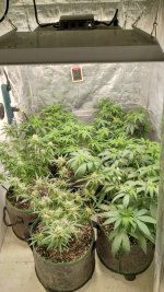 OZS1[1].jpg