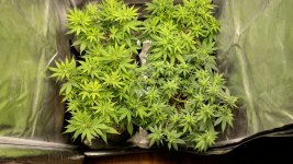 OZS1[1].jpg