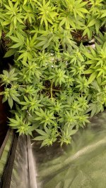 OZS1_1[1].jpg