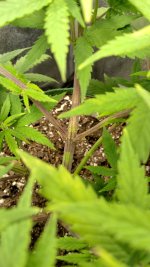 OZS1_2[1].jpg