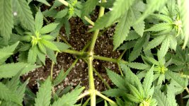 OZS1_3[1].jpg