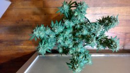 CB4[1].jpg