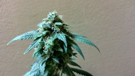CB3[1].jpg