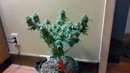 CB1[1].jpg