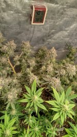 IMG_20231104_101341_HDR[1].jpg