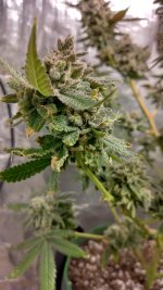 IMG_20231104_101316_HDR[1].jpg