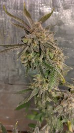 IMG_20231104_101302_HDR[1].jpg
