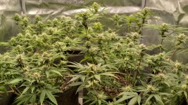 IMG_20231110_111015_HDR[1].jpg