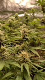 IMG_20231110_110959_HDR[1].jpg
