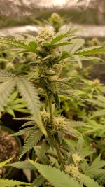 IMG_20231110_110928_HDR[1].jpg