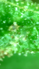 photo168078.png