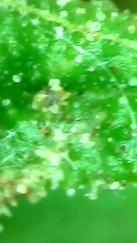 photo168079.png