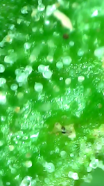 photo168081.png