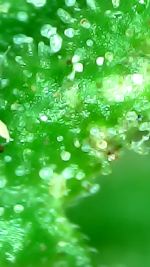 photo168083.png