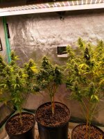 pistils1.jpg