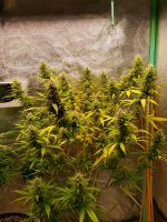 pistils2.jpg