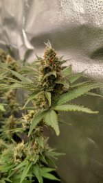 OZ2[1].jpg