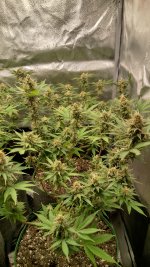 OZ1[1].jpg