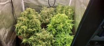 60 days from seed.jpg