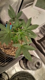 IMG_20231219_173338_HDR[1].jpg