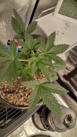 IMG_20231219_173335_HDR[1].jpg