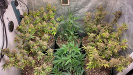 IMG_20231218_184533_HDR[1].jpg