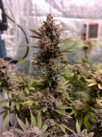 IMG_20231221_165848[1].jpg