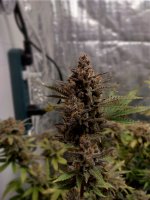 IMG_20231221_165831_HDR[1].jpg