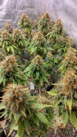 IMG_20231221_165818_HDR[1].jpg