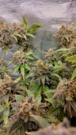IMG_20231221_165746_HDR[1].jpg