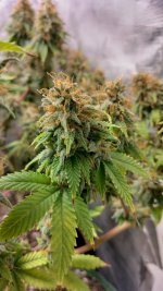 IMG_20231221_165809_HDR[1].jpg