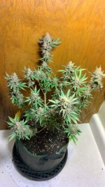 IMG_20231229_132239_HDR[1].jpg